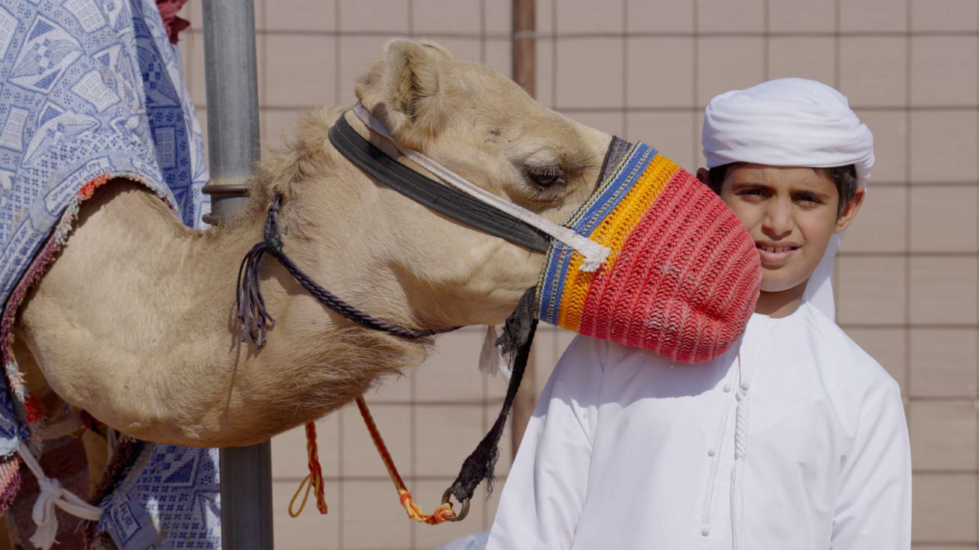 “Al-Mudhamir Al-Sagheer” preserves camel racing heritage