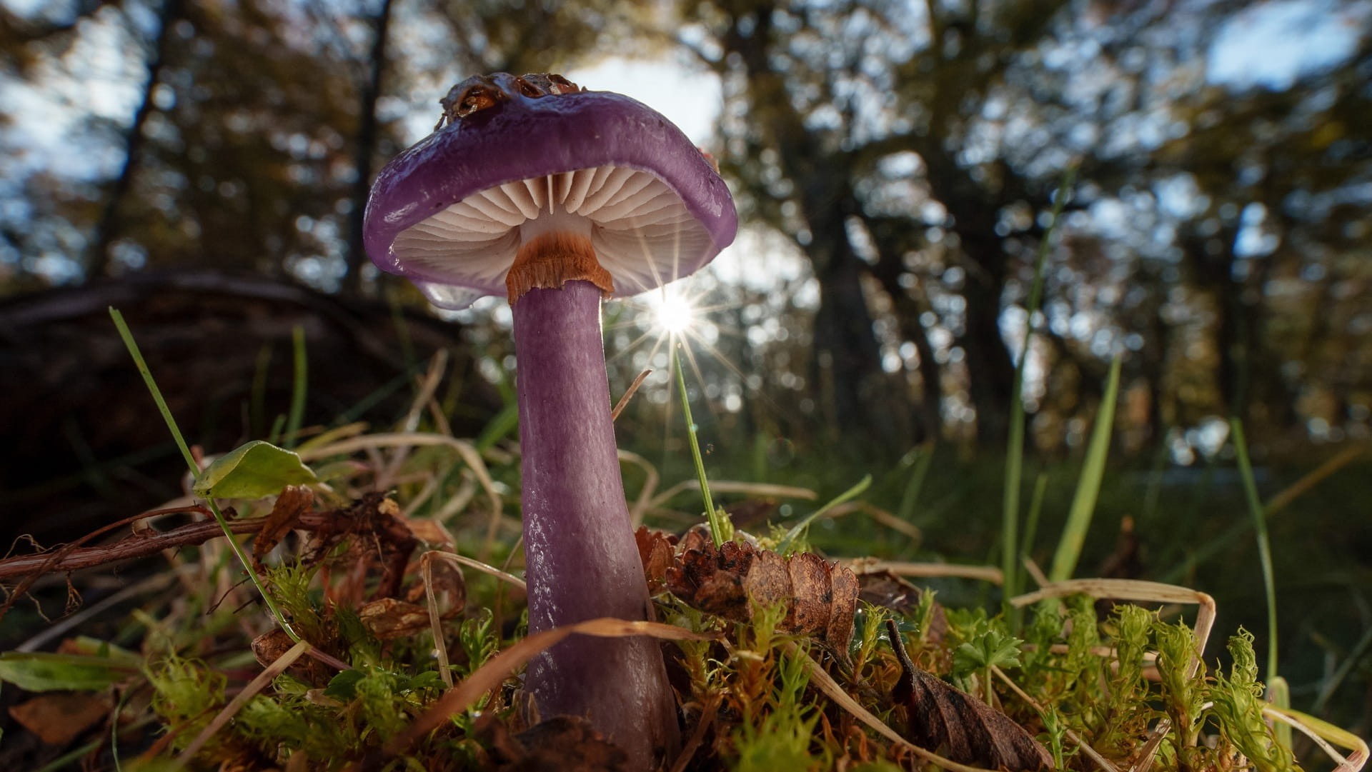 Scientist wins environment Nobel for revealing fungal networks