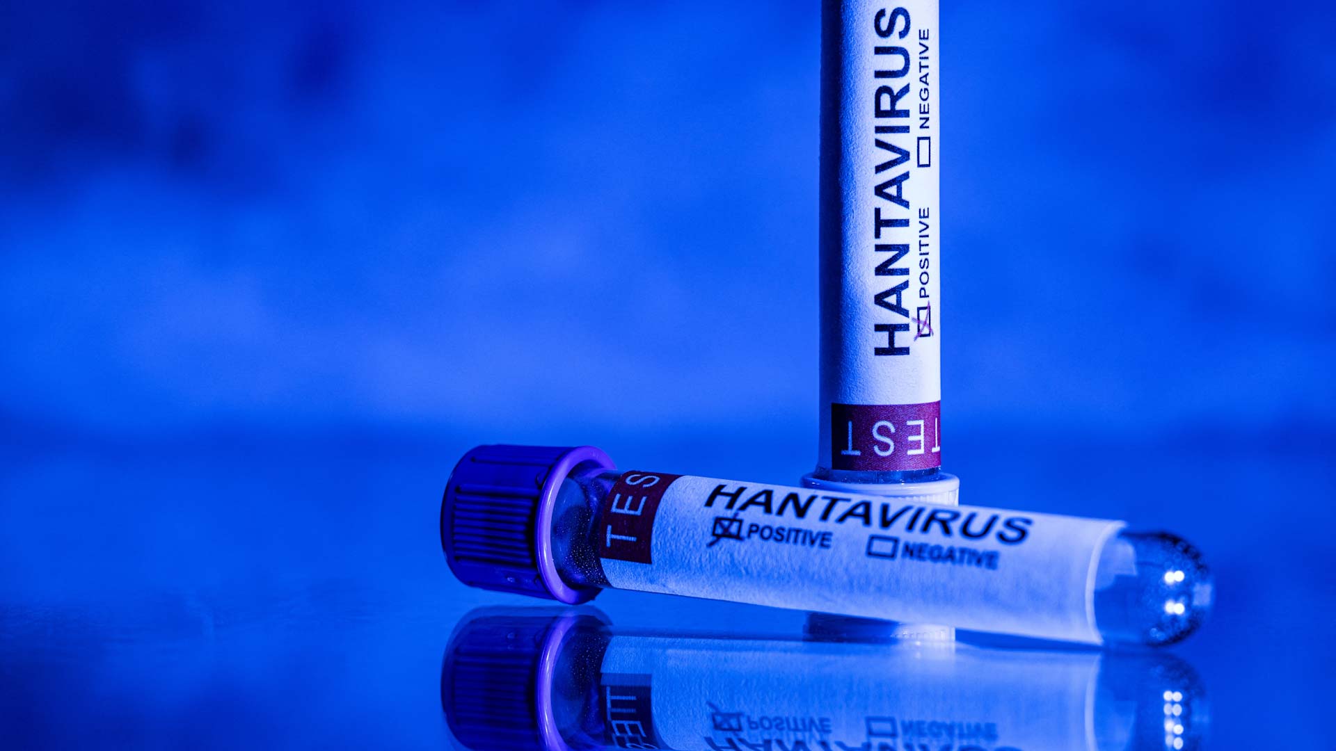 WHO: Hantavirus highly infectious at symptom onset