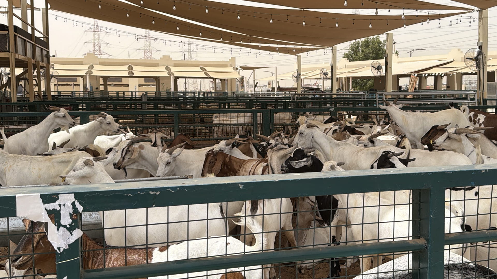 Sharjah Livestock Market announces readiness for Eid Al Adha