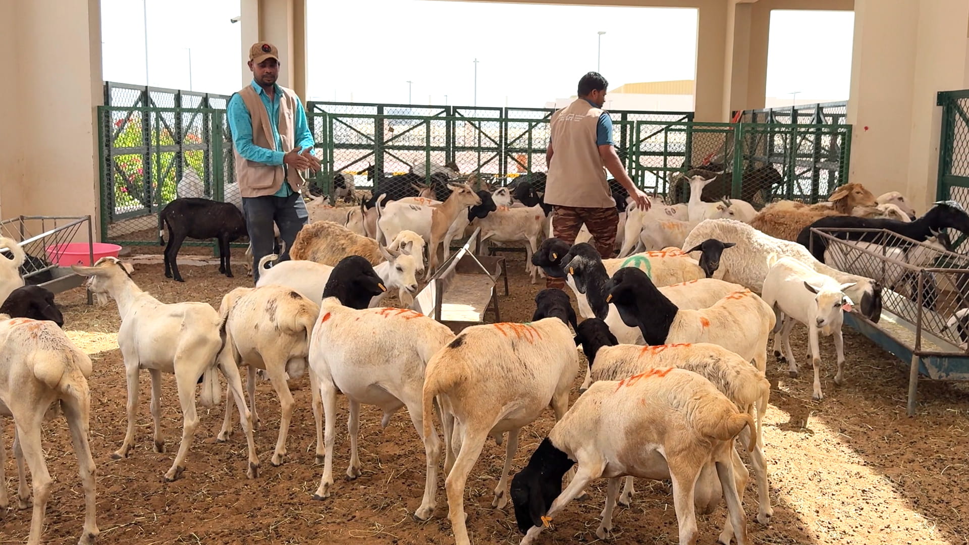 Slaughterhouses in Khorfakkan, Kalba raise readiness for Eid
