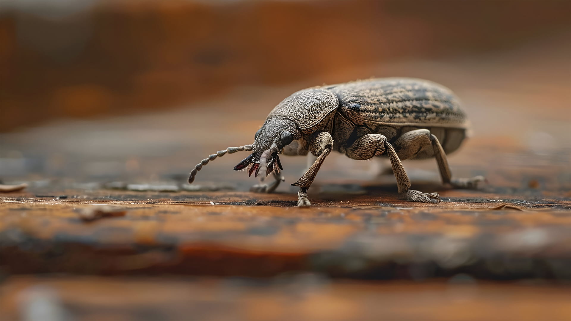 كيفية علاج سوس الخشب والقضاء عليه تماماً 