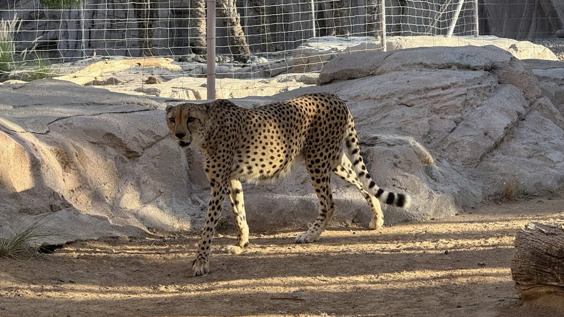 مركز حيوانات شبه الجزيرة العربية